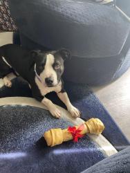 Lost Male Dog last seen Monroe @Airport blvd, I-45, TX 77864
