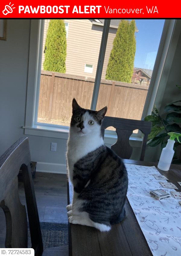 Lost Male Cat last seen Herzog Farms, Vancouver, WA 98685