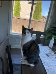 Lost Male Cat last seen Herzog Farms, Vancouver, WA 98685
