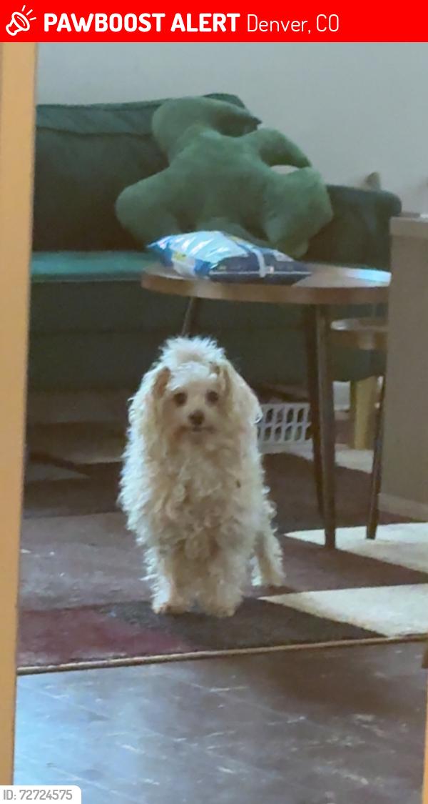 Lost Male Dog last seen 7eleven , Denver, CO 80299