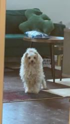 Lost Male Dog last seen 7eleven , Denver, CO 80299