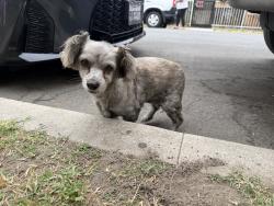 Found/Stray Female Dog last seen Stanford , Los Angeles, CA 90011