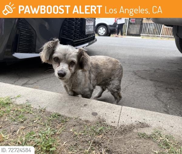 Found/Stray Female Dog last seen Stanford , Los Angeles, CA 90011