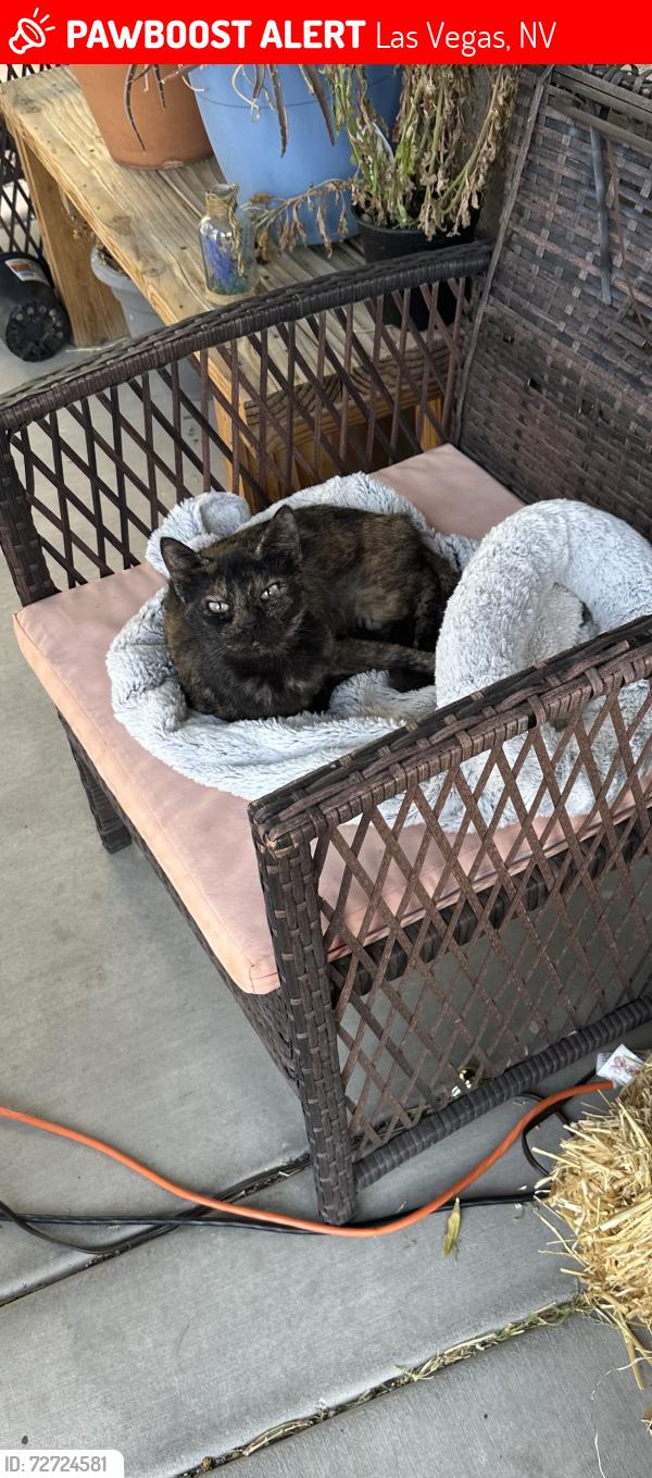 Lost Female Cat last seen Iron Mountain Rd and Skye Canyon Park Dr, Las Vegas, NV 89143
