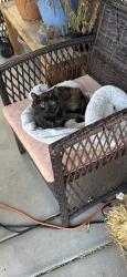 Lost Female Cat last seen Iron Mountain Rd and Skye Canyon Park Dr, Las Vegas, NV 89143