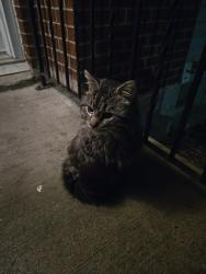 Found/Stray Unknown Cat last seen Near cole harbour rd, Dartmouth, NS B2W