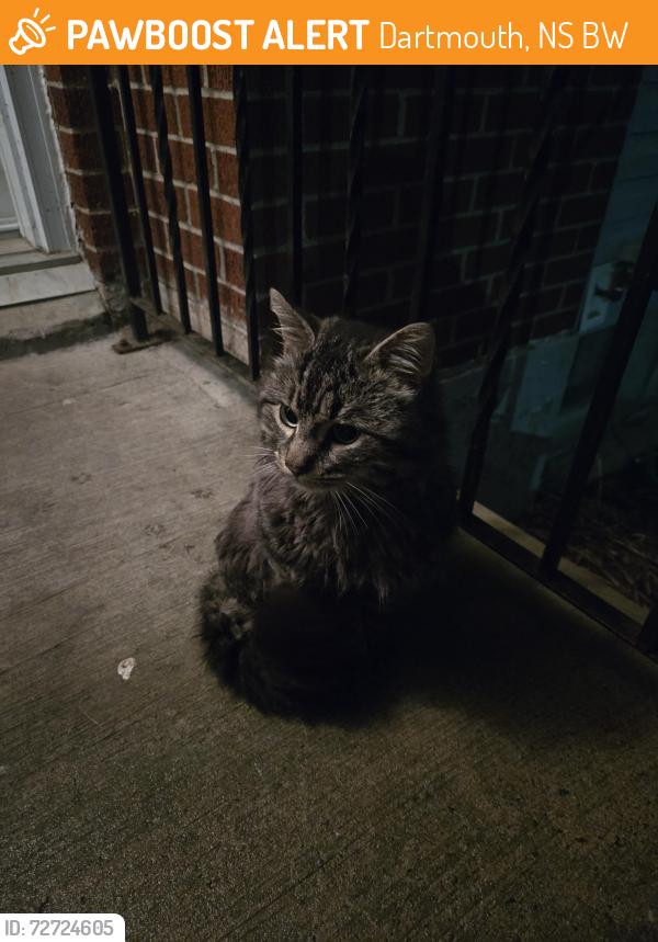 Found/Stray Unknown Cat last seen Near cole harbour rd, Dartmouth, NS B2W