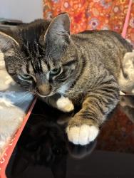 Lost Female Cat last seen utica st, Oriskany, NY 13424