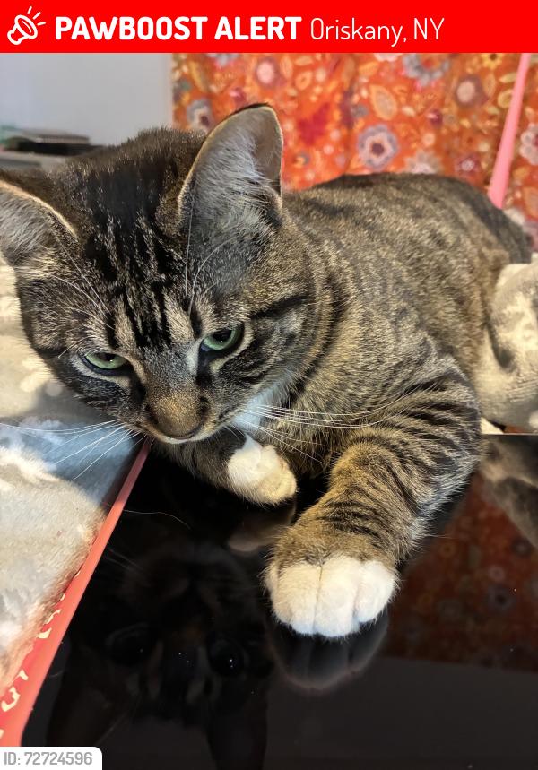 Lost Female Cat last seen utica st, Oriskany, NY 13424