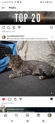 Lost Male Cat last seen Civic Center and Cheyenne, North Las Vegas, NV 89030