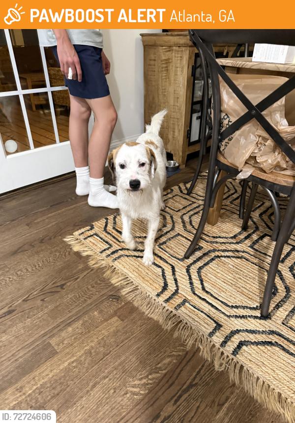Found/Stray Male Dog last seen Peachtree dekalb airport, Atlanta, GA 30341