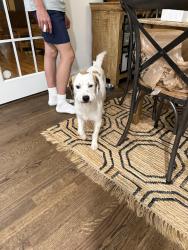 Found/Stray Male Dog last seen Peachtree dekalb airport, Atlanta, GA 30341