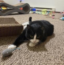 Lost Female Cat last seen In between golf course and rest stop she ran north into field , Mapleton, ND 58059