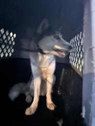 Found/Stray Female Dog last seen Rankin mill rd., McLeansville, NC 27301