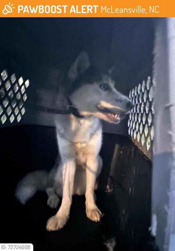 Found/Stray Female Dog last seen Rankin mill rd., McLeansville, NC 27301