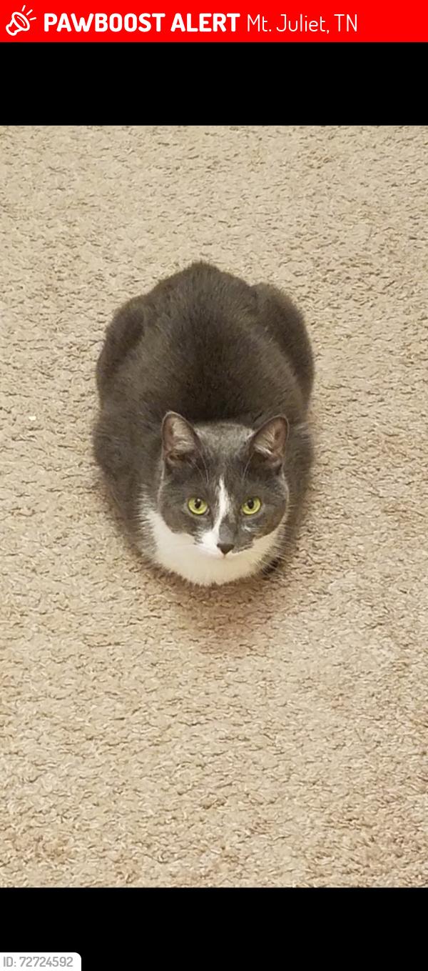 Lost Female Cat last seen Tuscan Gardens  and Park Glenn, Mt. Juliet, TN 37122