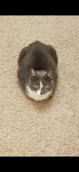 Lost Female Cat last seen Tuscan Gardens  and Park Glenn, Mt. Juliet, TN 37122