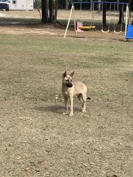Lost Female Dog last seen Joe bruer rd, Level Plains, AL 36322