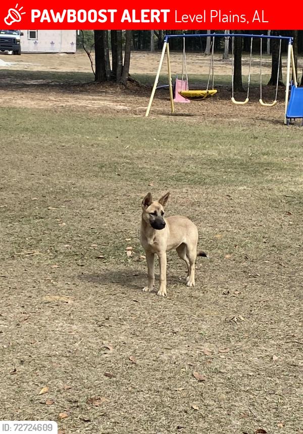 Lost Female Dog last seen Joe bruer rd, Level Plains, AL 36322