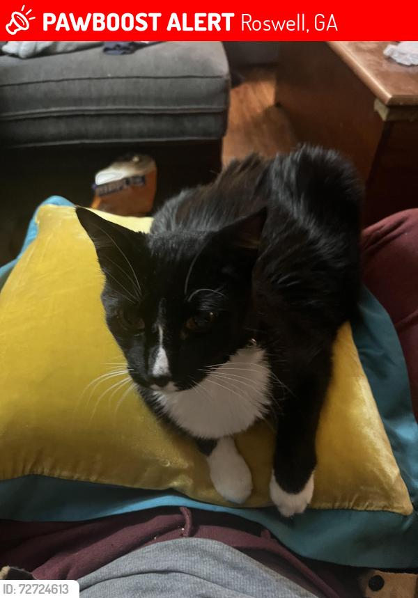 Lost Male Cat last seen Near Ellenwood Ct NE, Roswell, GA 30075