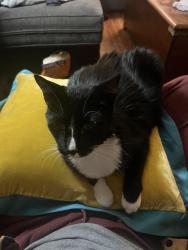 Lost Male Cat last seen Near Ellenwood Ct NE, Roswell, GA 30075