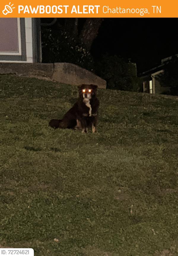Found/Stray Unknown Dog last seen Morrison Springs, Chattanooga, TN 37415