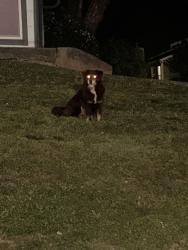 Found/Stray Unknown Dog last seen Morrison Springs, Chattanooga, TN 37415