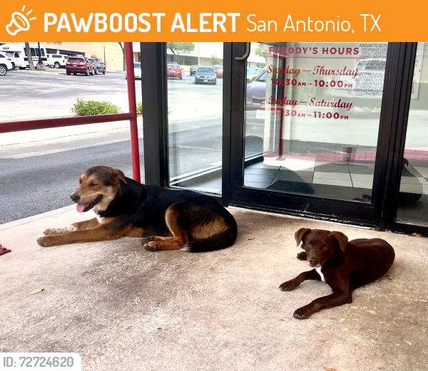 Found/Stray Unknown Dog last seen Thousand Oaks/281, San Antonio, TX 78232