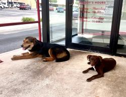 Found/Stray Unknown Dog last seen Thousand Oaks/281, San Antonio, TX 78232