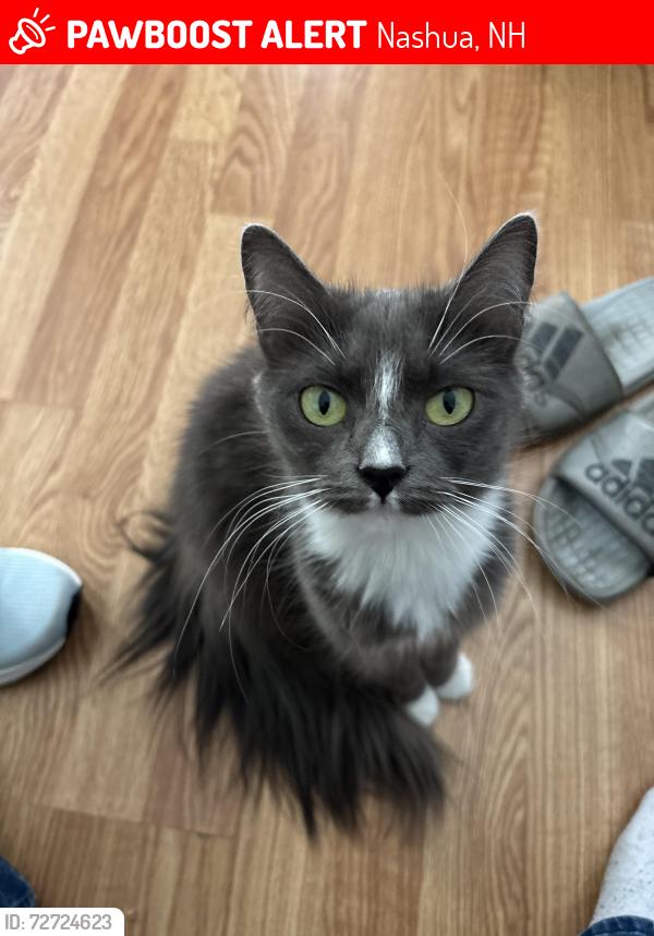 Lost Female Cat last seen Palm and pine st, Nashua, NH 03060
