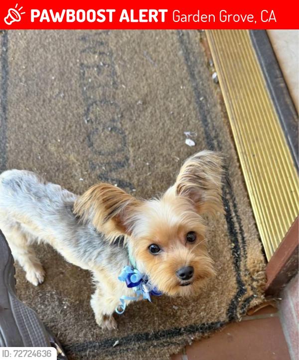 Lost Male Dog last seen Garden grove high school , Garden Grove, CA 92842
