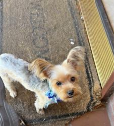 Lost Male Dog last seen Garden grove high school , Garden Grove, CA 92842