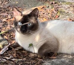 Found/Stray Unknown Cat last seen Daetwyler and Trentwood , Belle Isle, FL 32812