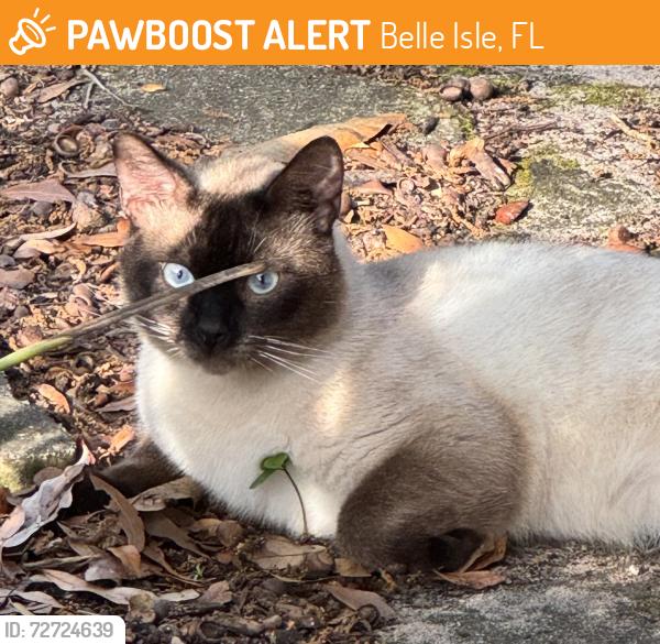 Found/Stray Unknown Cat last seen Daetwyler and Trentwood , Belle Isle, FL 32812