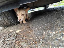 Found/Stray Unknown Dog last seen Thermal st, Oakland, CA 94603