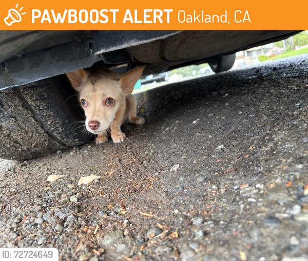 Found/Stray Unknown Dog last seen Thermal st, Oakland, CA 94603