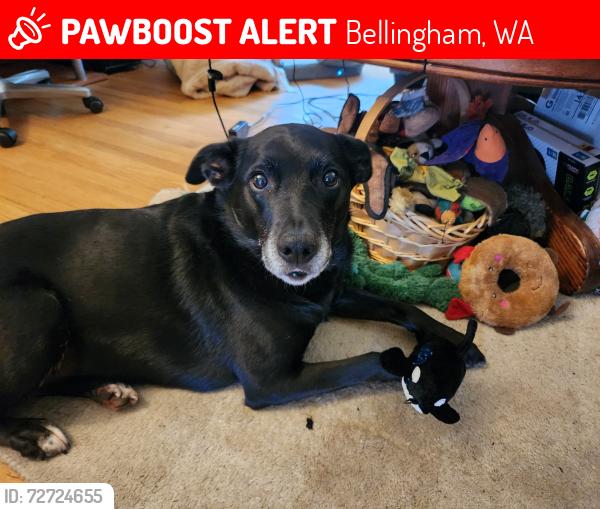 Lost Female Dog last seen Vallette St near Victor, Bellingham, WA 98225