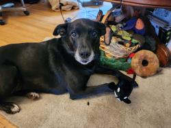 Lost Female Dog last seen Vallette St near Victor, Bellingham, WA 98225