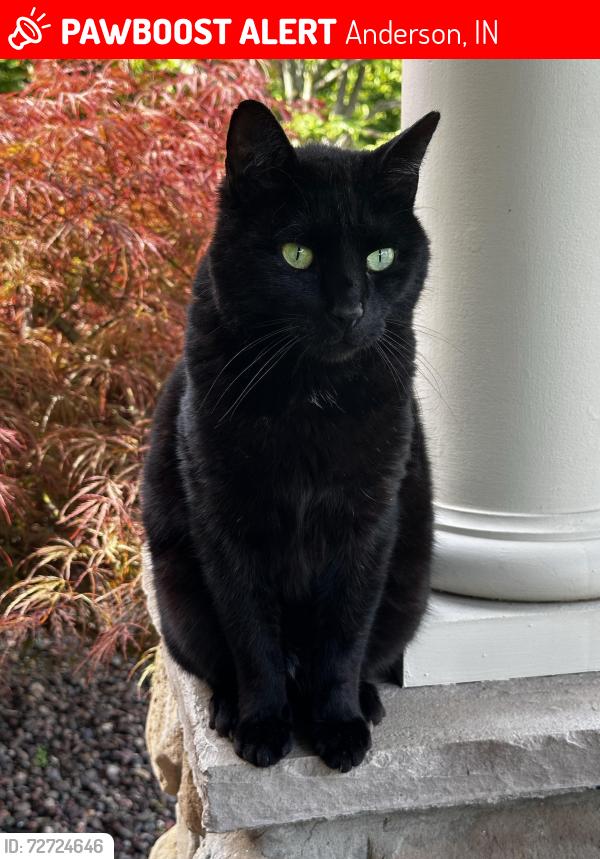 Lost Male Cat last seen West Cross Street, Anderson, IN 46011