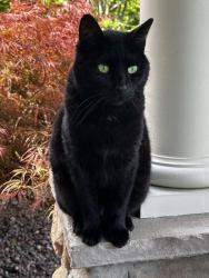 Lost Male Cat last seen West Cross Street, Anderson, IN 46011