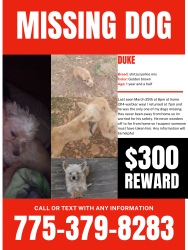 Lost Male Dog last seen Keitzke and gentry, Reno, NV 89502
