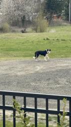 Found/Stray Female Dog last seen Near NW Frontage Rd, Troutdale, OR 97060, Troutdale, OR 97060