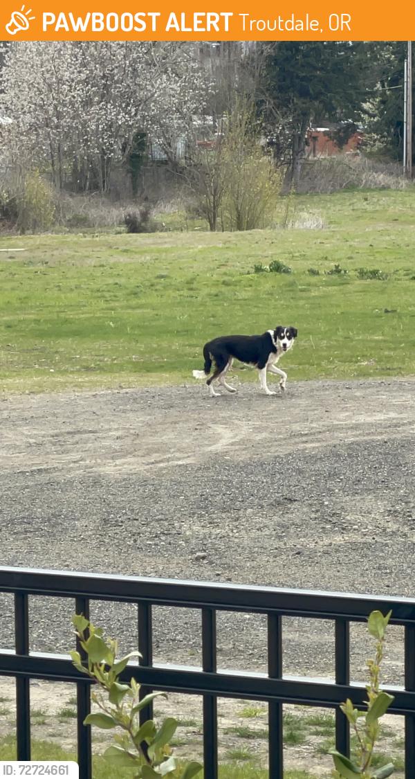 Found/Stray Female Dog last seen Near NW Frontage Rd, Troutdale, OR 97060, Troutdale, OR 97060