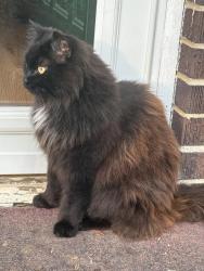 Found/Stray Unknown Cat last seen N Hwy 101 x Packridge rd, Greenville County, SC 29687
