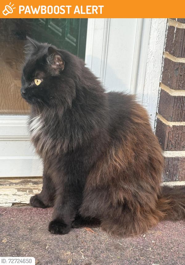 Found/Stray Unknown Cat last seen N Hwy 101 x Packridge rd, Greenville County, SC 29687