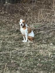 Lost Female Dog last seen hses , Saint Paul, MN 55109