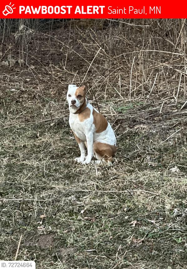 Lost Female Dog last seen hses , Saint Paul, MN 55109