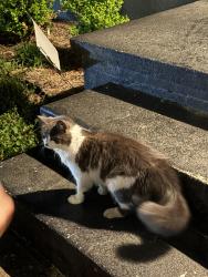 Found/Stray Unknown Cat last seen Linwood Ave, Richmond, VA 23224