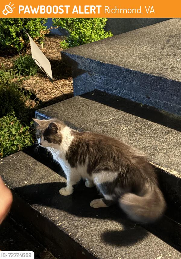 Found/Stray Unknown Cat last seen Linwood Ave, Richmond, VA 23224