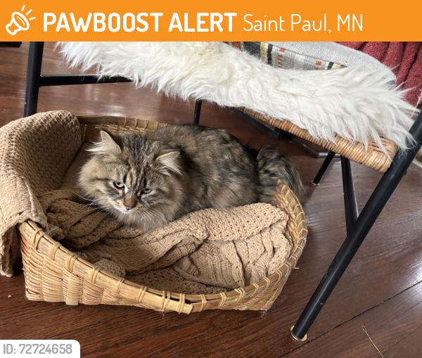 Found/Stray Male Cat last seen Near Selby Ave St Paul, Saint Paul, MN 55104